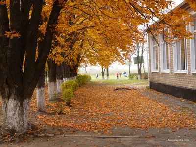 🍁 Стихи про осень для детей | К.Д. Бальмонт - Веселая осень | Внеклассное  чтение 2 класс - YouTube