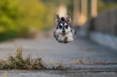 Найдена веселая собака на Нагатинской набережной (Москва) | Pet911.ru