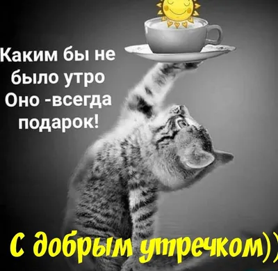 хорошегодня #юмор #доброеутро#воскресенье | TikTok