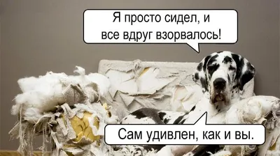 Самые смешные фотографии животных