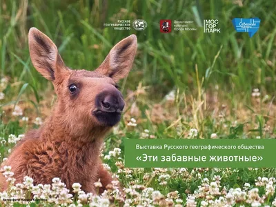 Comedy Wildlife Photography Awards 2021: смешные животные