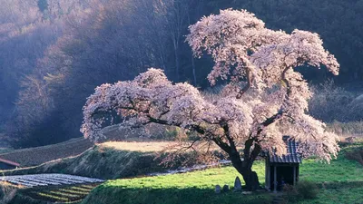 Висок Nara, Японии весной стоковое фото. изображение насчитывающей сезон -  49924402