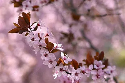 Японский Цветок (Sakura) В Весенний Период Фотография, картинки,  изображения и сток-фотография без роялти. Image 40943145