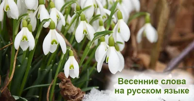 Топ 7 популярных цветов для весеннего букета