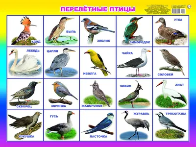 Плакат 440х590мм Перелетные птицы - | Купить с доставкой в книжном  интернет-магазине fkniga.ru | ISBN: 978-5-00033-999-2 00006