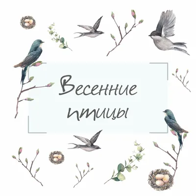 Весенние птицы - Енот оленевод