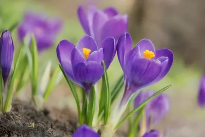 Весенние цветы в вазе - заказать доставку цветов в Москве от Leto Flowers