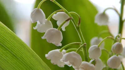 Весенние цветы в корзинке - заказать доставку цветов в Москве от Leto  Flowers