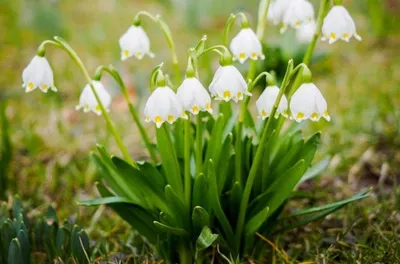 How to draw spring flowers crocuses with colored pencils - Spring drawing -  YouTube