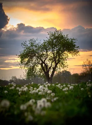 Весенний вечер.. Photographer Roman Goryachiy