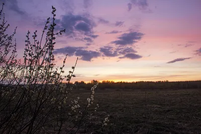 Весенний вечер в лесу! / Весенний вечер в лесу! / Фотография на PhotoGeek.ru