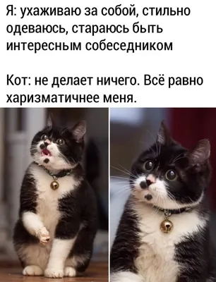 коты :: веселые картинки :: наркомания :: диван :: котэ (прикольные картинки  с кошками) / смешные картинки и другие приколы: комиксы, гиф анимация,  видео, лучший интеллектуальный юмор.