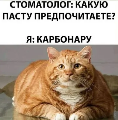 Мемы с котиками | Пикабу