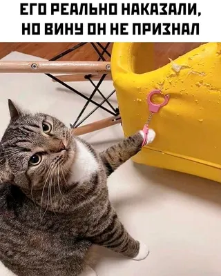 Весёлые картинки и мемы кота-одессита | Морган Кот | Дзен