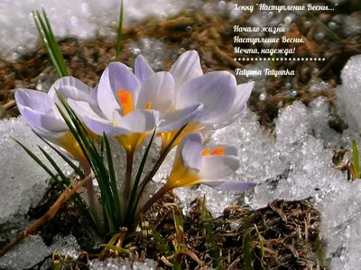 Красивая весна (60 фото)