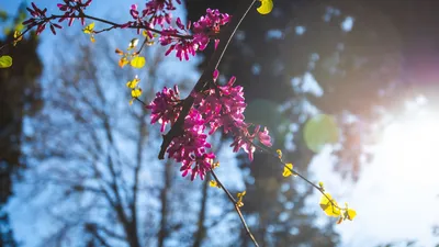 Весна в Царицынских оранжереях / Музей-заповедник «Царицыно»