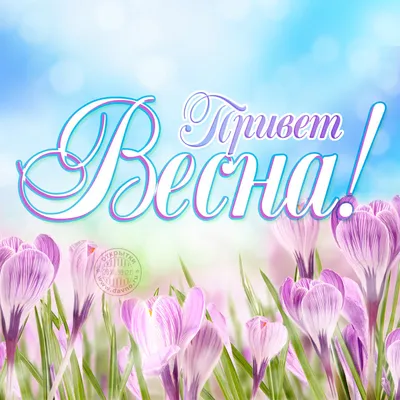 Красивая весна цветет около пруда в парке Keukenhof в Нидерландах Стоковое  Изображение - изображение насчитывающей довольно, бобра: 68155025