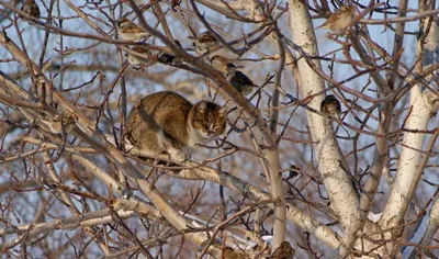 весенние коты :: котэ (прикольные картинки с кошками) / смешные картинки и  другие приколы: комиксы, гиф анимация, видео, лучший интеллектуальный юмор.