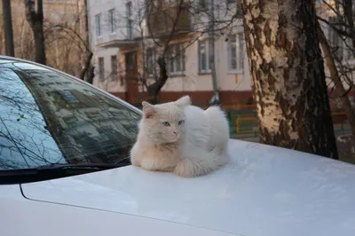 Весенние коты и цветы\" - набор из 4 авторских открыток, идеальных для  посткроссинга, поздравительных моментов и просто чтобы порадовать близких -  купить с доставкой в интернет-магазине OZON (834256817)