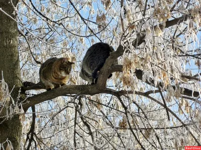 Весна пришла, коты прилетели » BigPicture.ru