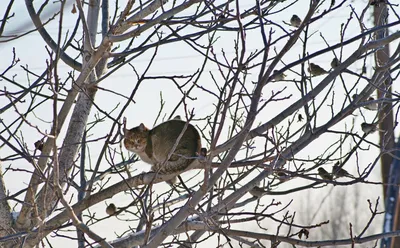 Фото: Скоро на всех деревьях страны: \"Весна, коты прилетели...\".  Фотолюбитель Михаил Бугров. Фото животных. Фотосайт Расфокус.ру