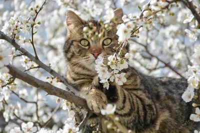 Ура, весна, коты прилетели! :-) :: Андрей Заломленков (настоящий) –  Социальная сеть ФотоКто