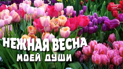 Картина по номерам \"Весна в душе женщины\"