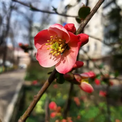 Весна в городе К. — Фото №1435227