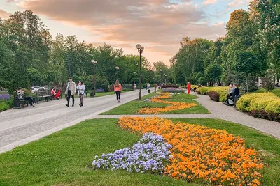 Нарциссы, крокусы и верба. На курортах Краснодарского края распустились  весенние цветы - KP.RU