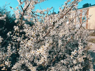 Весна в Краснодаре🌷 | Давай на Кубань | Дзен