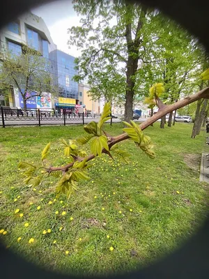 Весна в городе :: Нина Бутко – Социальная сеть ФотоКто