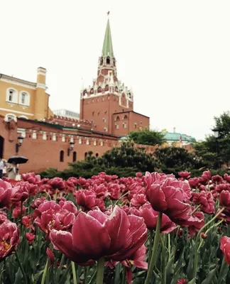 Весна в Москве: как цветут деревья – Москва 24, 07.05.2015