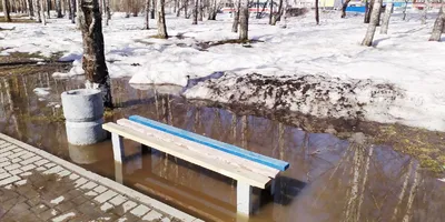 В Новосибирске зацвели первые цветы и распускаются листья - 17 апреля 2020  - НГС