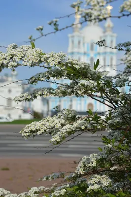 Весна в Санкт-Петербурге | РИА Новости Медиабанк