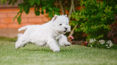 Щенки Вест хайленд вайт терьера .Питомник Dog Style. Доставка