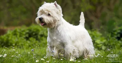 Тримминг ВЕСТ ХАЙЛЕНД УАЙТ Терьера . WEST HIGHLAND WHITE Terrier . Grooming  at home , handstripping - YouTube