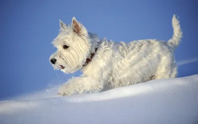 Забавный Вест-Хайленд Уайт Терье - Westie, Вест-Дог Портрет Стоковое  Изображение - изображение насчитывающей собака, собач: 162278347