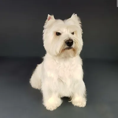 Вест хайленд терьер (West Highland White Terrier) - это веселая, игривая и  активная порода собак. Отзывы, описание и фото.