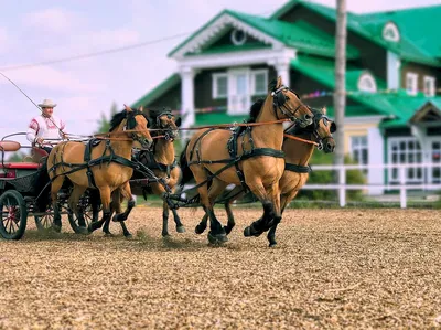 Поразительные фото Вятской лошади в разных размерах