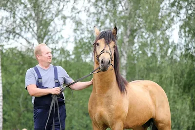 Фотографии Вятской лошади: наслаждение для глаз