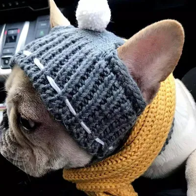 Pin by Дарья on Pets | Dog beanie, Puppy hats, Dog clothes