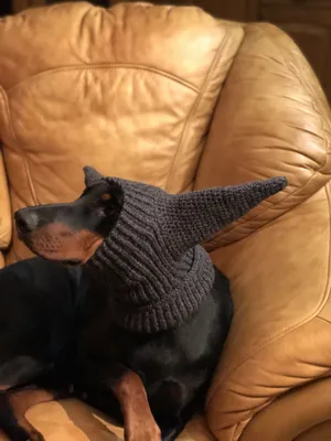 Dog hat - YouTube