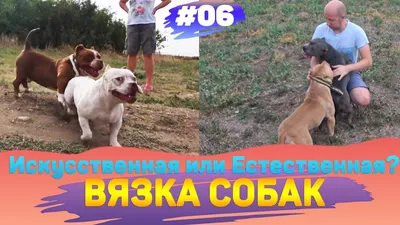 Вязка собак, хаска, кобель: 500 грн. - Вязка Житомирское на Olx