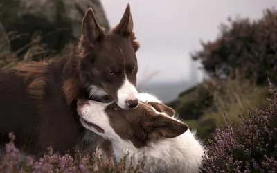 Вязка собак 🐾