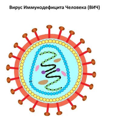 Всё о ВИЧ/СПИД — ГБУЗ ТО «Центр профилактики и борьбы со СПИД»