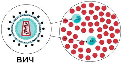 О вирусе, иммунитете и путях передачи ВИЧ