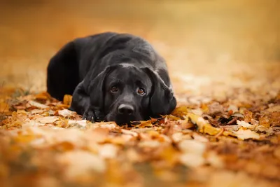 Аллергия у собак - симптомы, лечение и фото | Способы борьбы | Pet-Yes