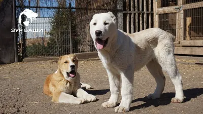 Пищевая аллергия у 🐕 собак: симптомы, лечение, аллергены