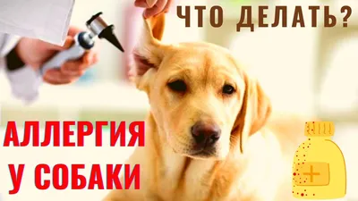 Аллергия у собак - симптомы, лечение и фото | Способы борьбы | Pet-Yes