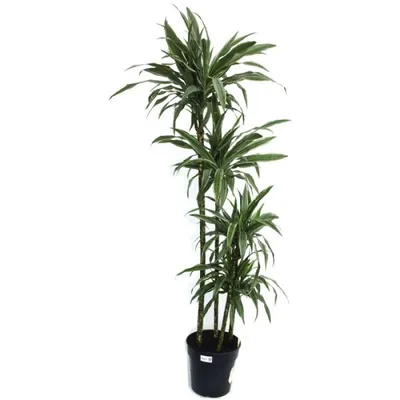 Драцена (Dracaena) — описание, выращивание, фото | на LePlants.ru